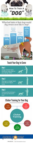 Infographic: HOW TO TRAIN A DOG